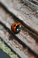 9841 7 Spot Ladybird (Coccinella 7-punctata) On Tree Growth Rings.